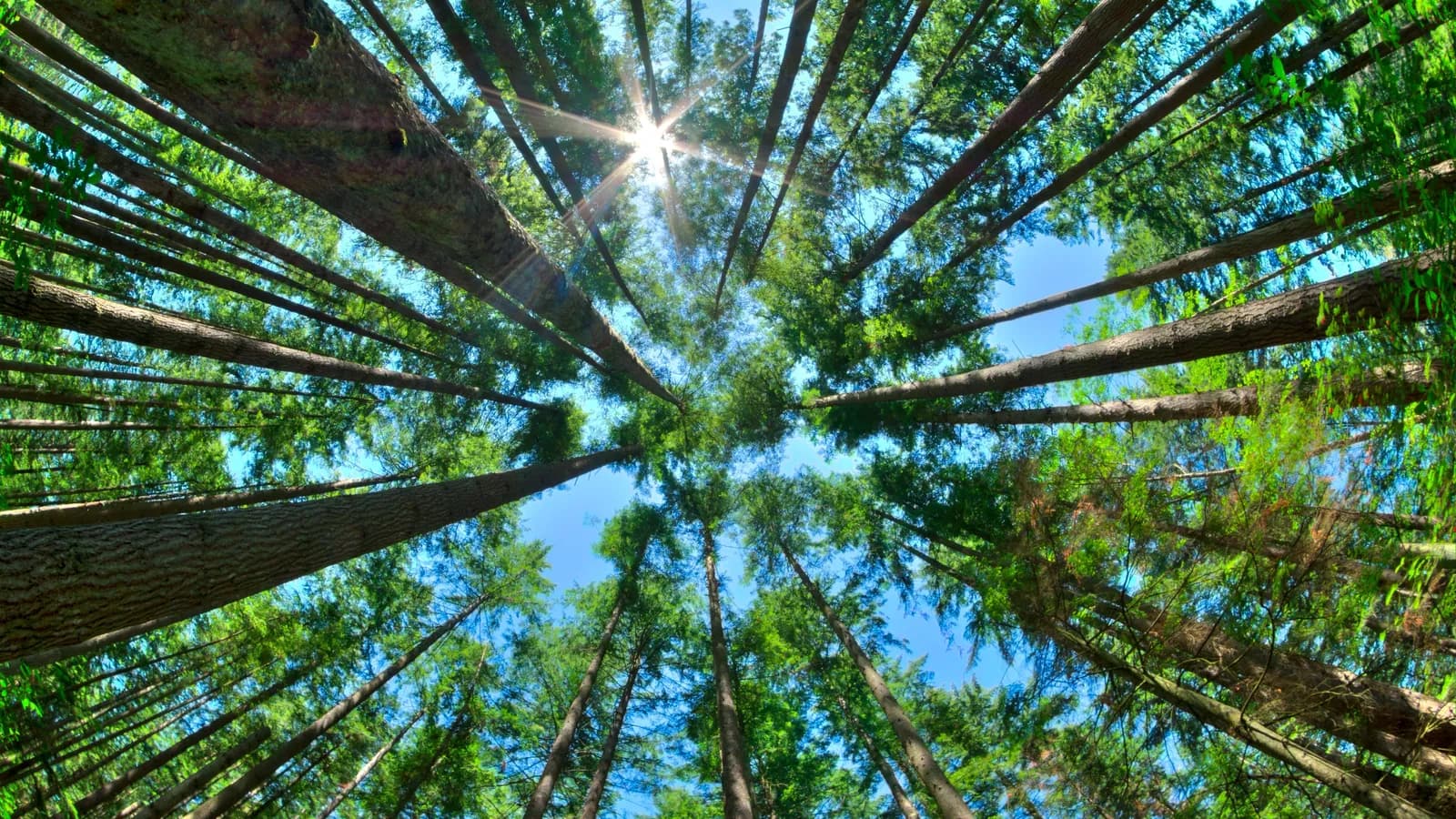 How to Get the Biggest Mental-Health Boost from 15 Minutes Outdoors