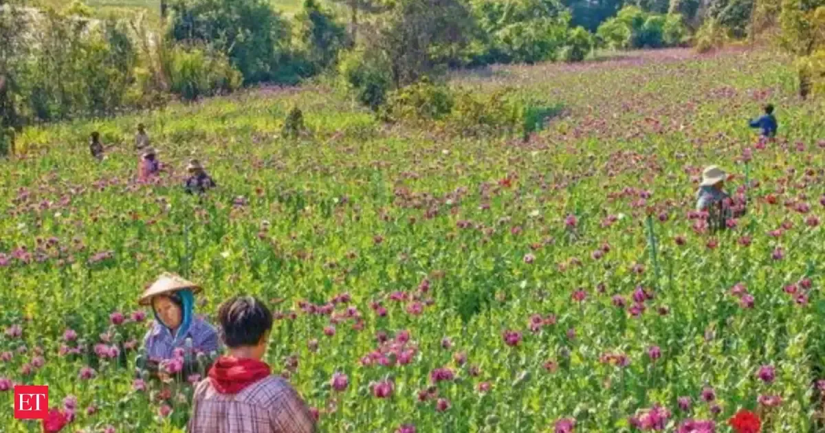 Myanmar overtakes Afghanistan as top illicit opium source; NCB flags India risk