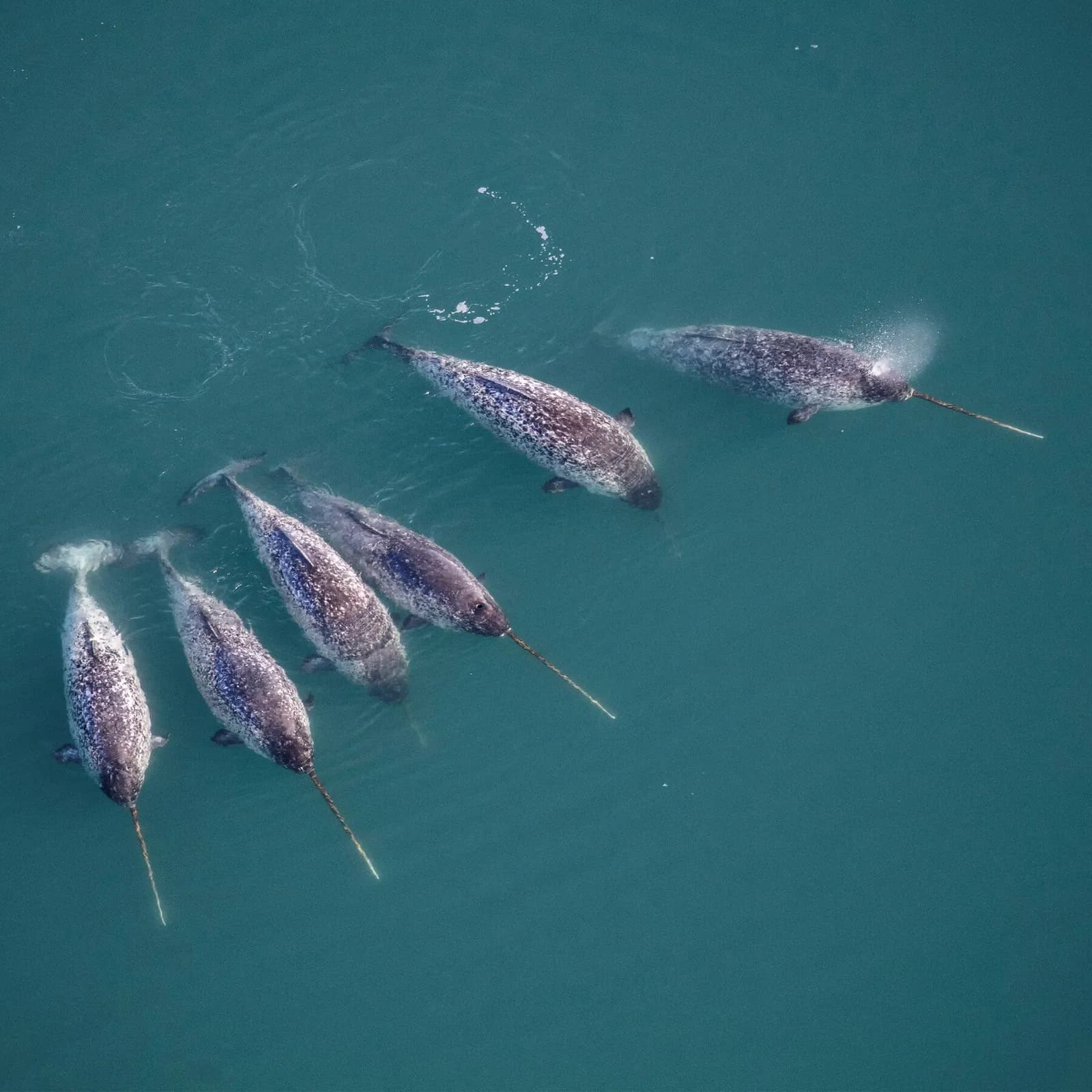 Narwhals Have Stunning Spiraled Tusks. That’s Not the Only Twist.