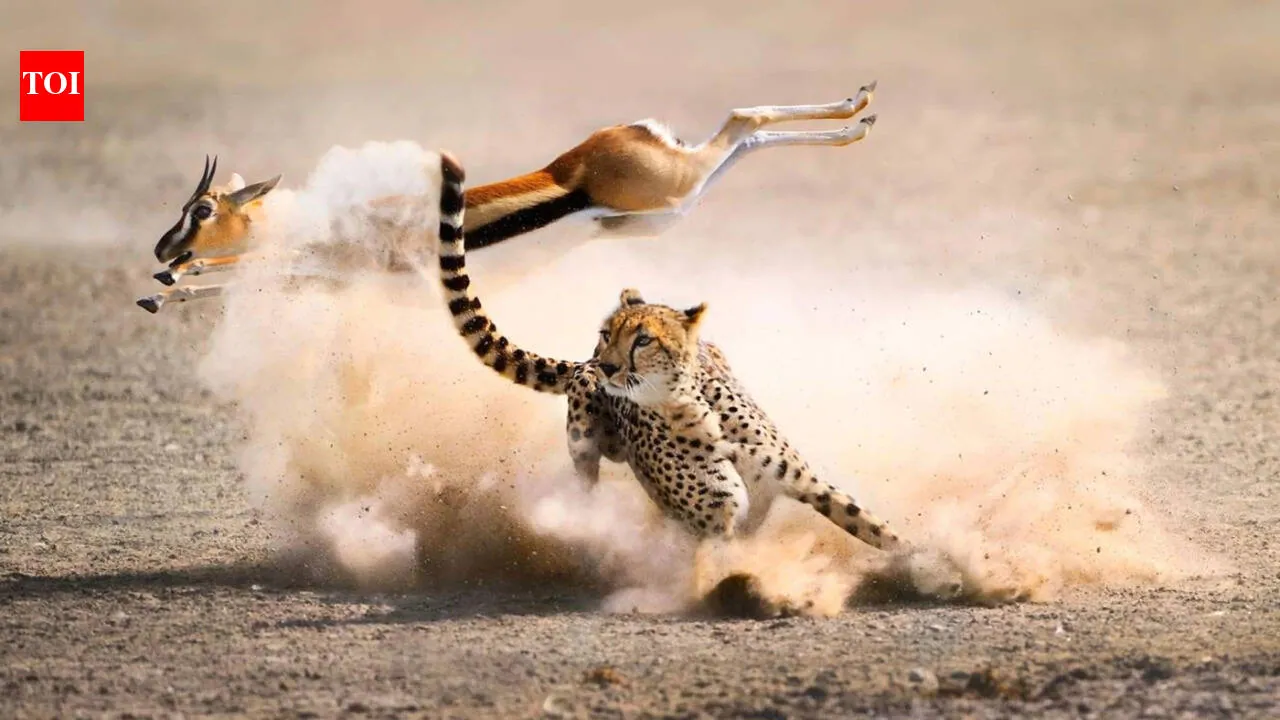Portuguese proverb of the day: 'One day belongs to the prey, another to the hunter' and the reminder that fortunes can change without warning